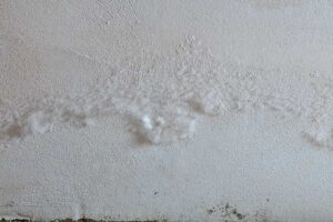 Muffa bianca sul muro? Cos'è, come eliminarla e come prevenirla muffa-bianca-sul-muro-1