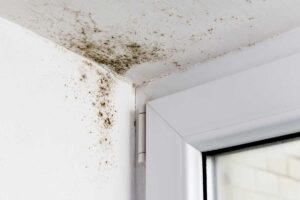 Muffa vicino alle finestre? Ecco perché si sviluppa e come intervenire subito in modo efficace Muffa vicino alle finestre.