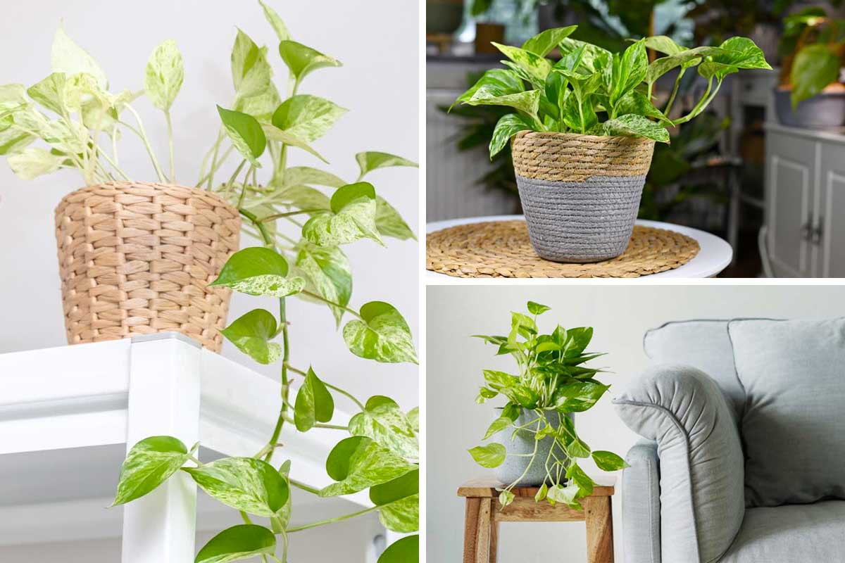 Pothos inverno.