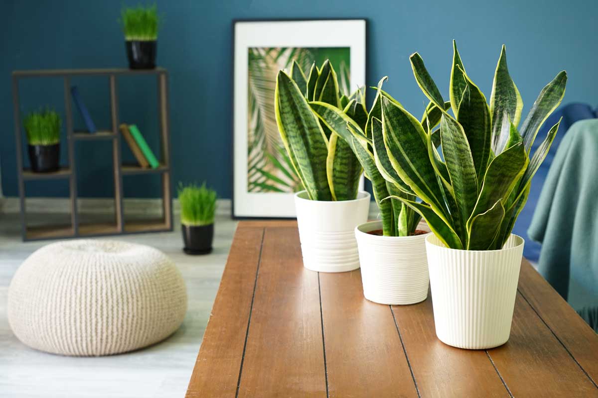 Sansevieria, pianta da appartamento che purifica l'aria.