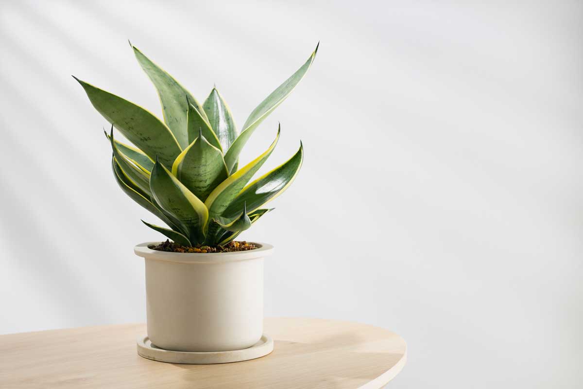 Dove posizionare la Sansevieria.