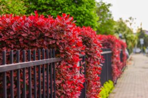 siepe-rossa-photinia-1