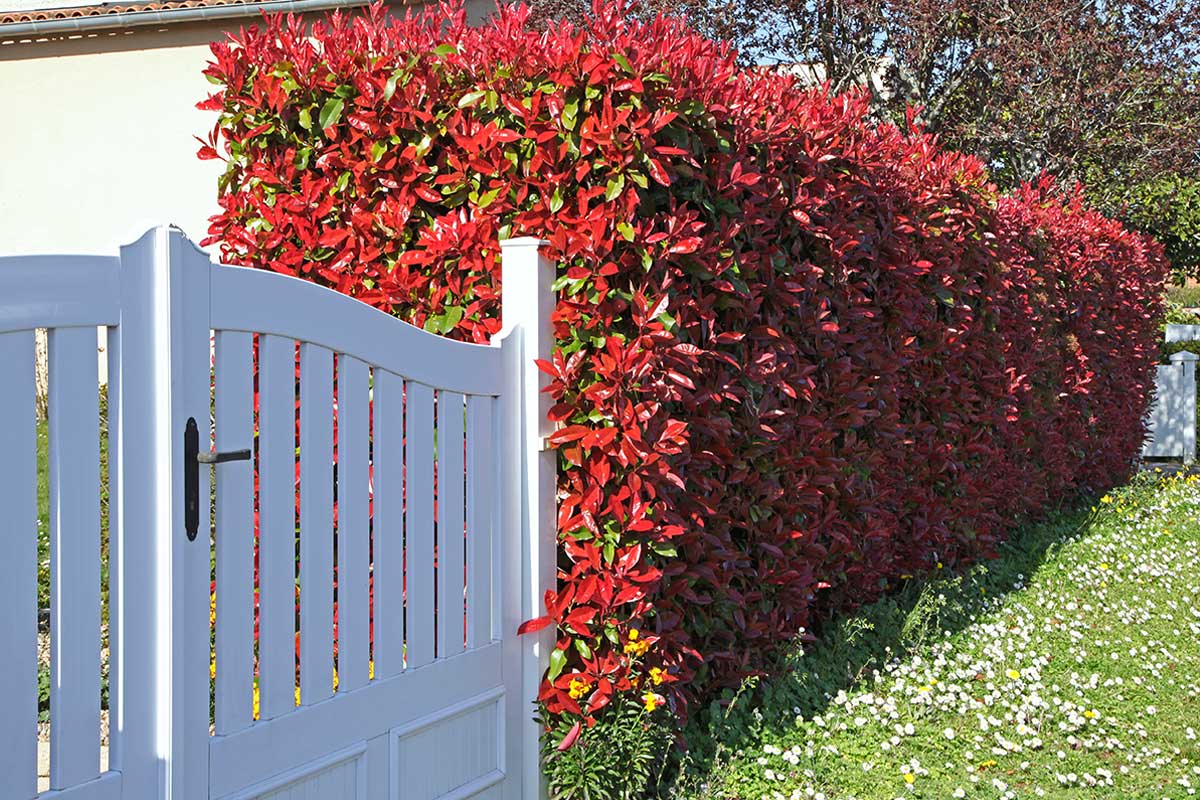 Siepe rossa di Photinia.