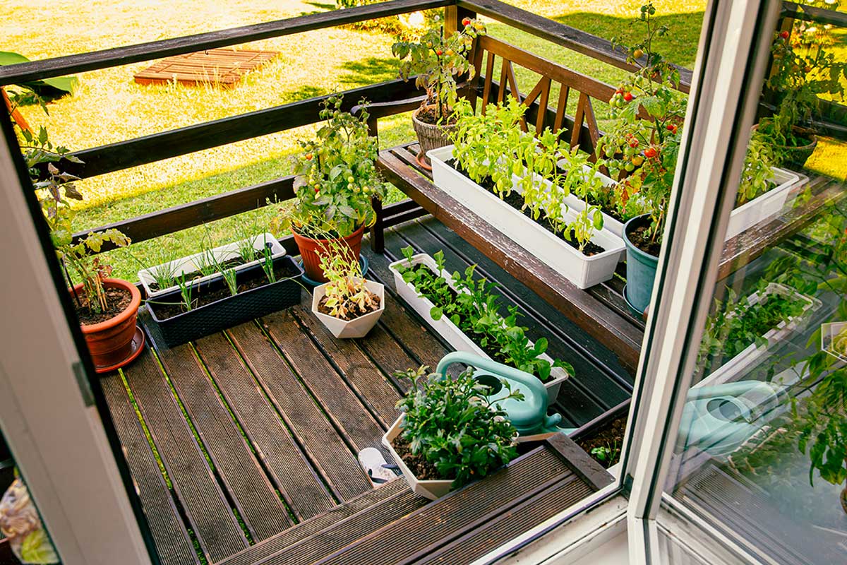 cosa coltivare in vaso sul balcone marzo