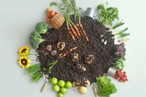 Cosa piantare o seminare a marzo in giardino e sul balcone: lista di verdure e aromatiche cosa piantare a marzo