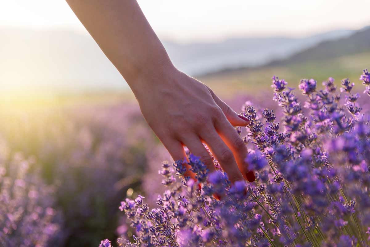 Lavanda