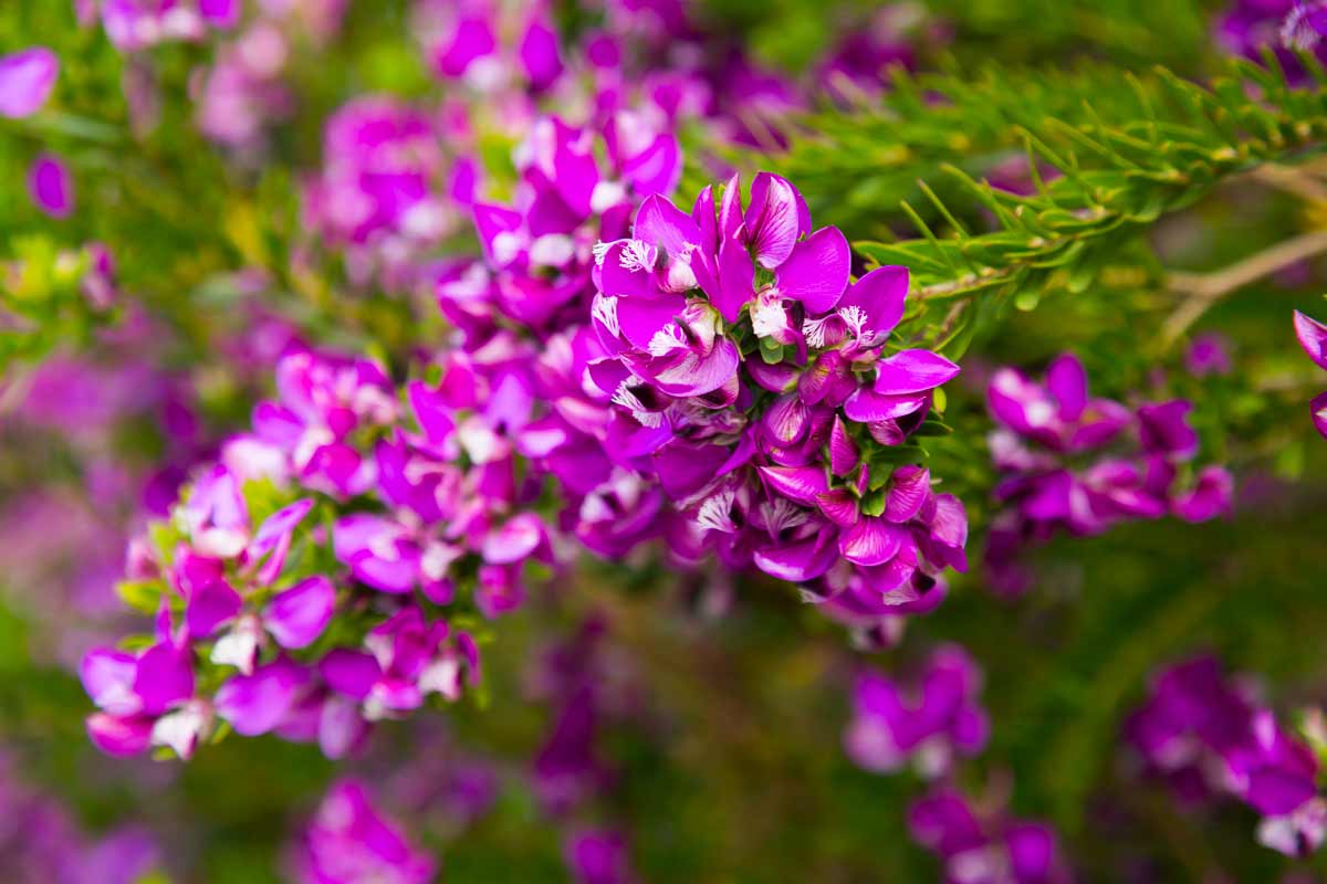 Polygala