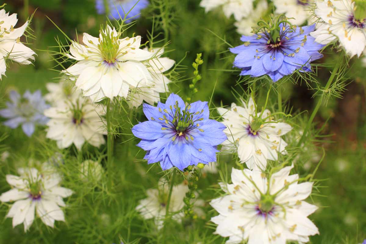 Nigella