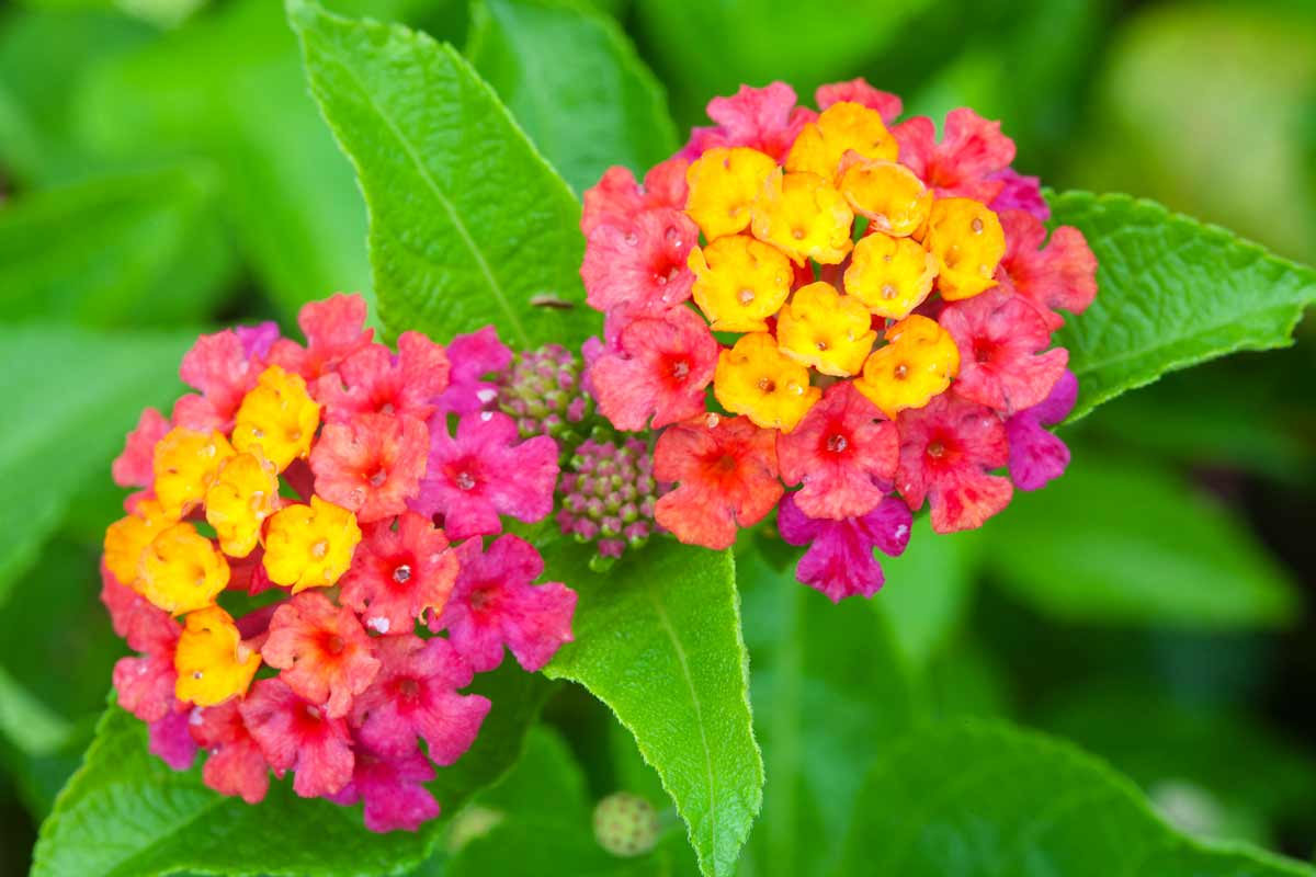 Lantana camara, fiori che non hanno bisogno di acqua