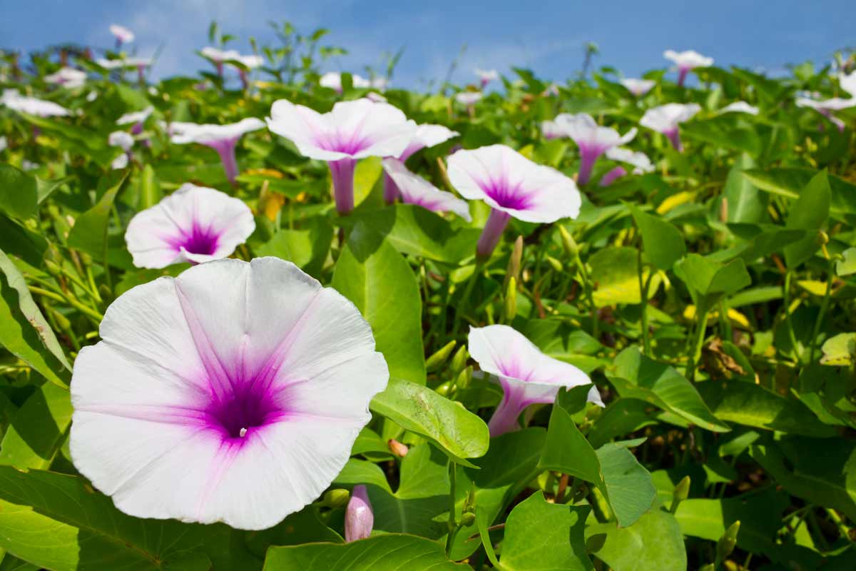 Convolvolo, fiori che non hanno bisogno di acqua