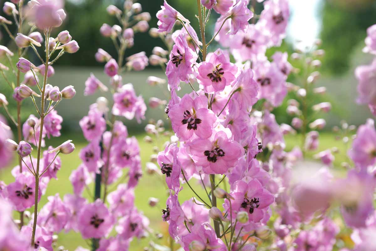 Delfinio (speronella), fiori che non hanno bisogno di acqua