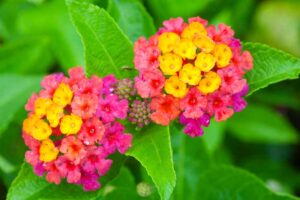 Quali sono i fiori che non hanno bisogno di acqua: eccone 15 coloratissime fiori che non hanno bisogno di acqua