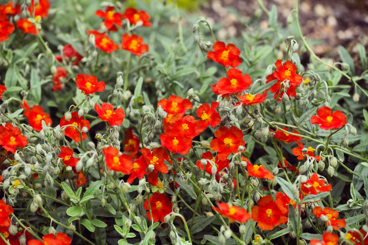 Helianthemum