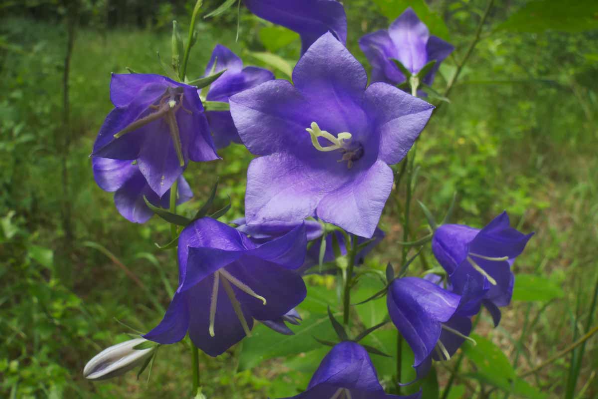 Campanula