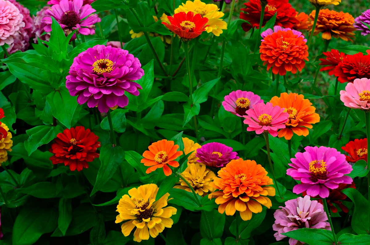 Zinnia, fiori che non hanno bisogno di acqua