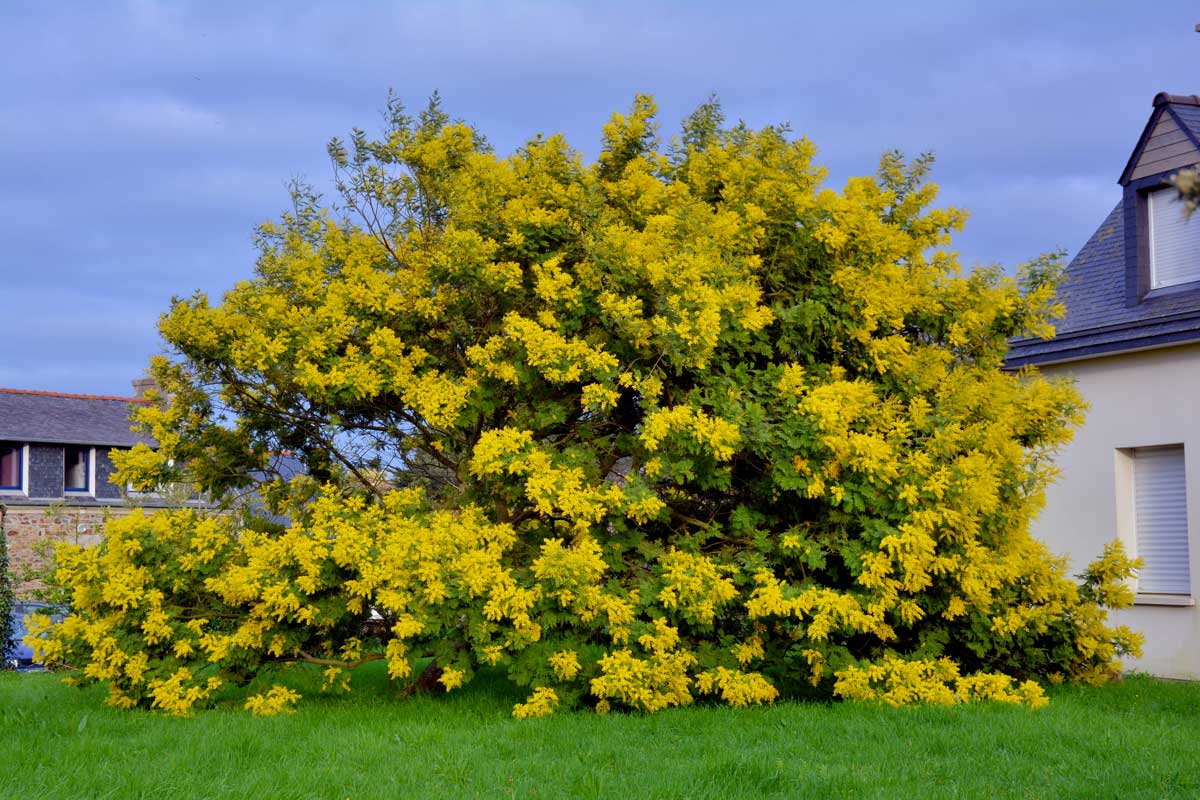 grande albero di mimosa