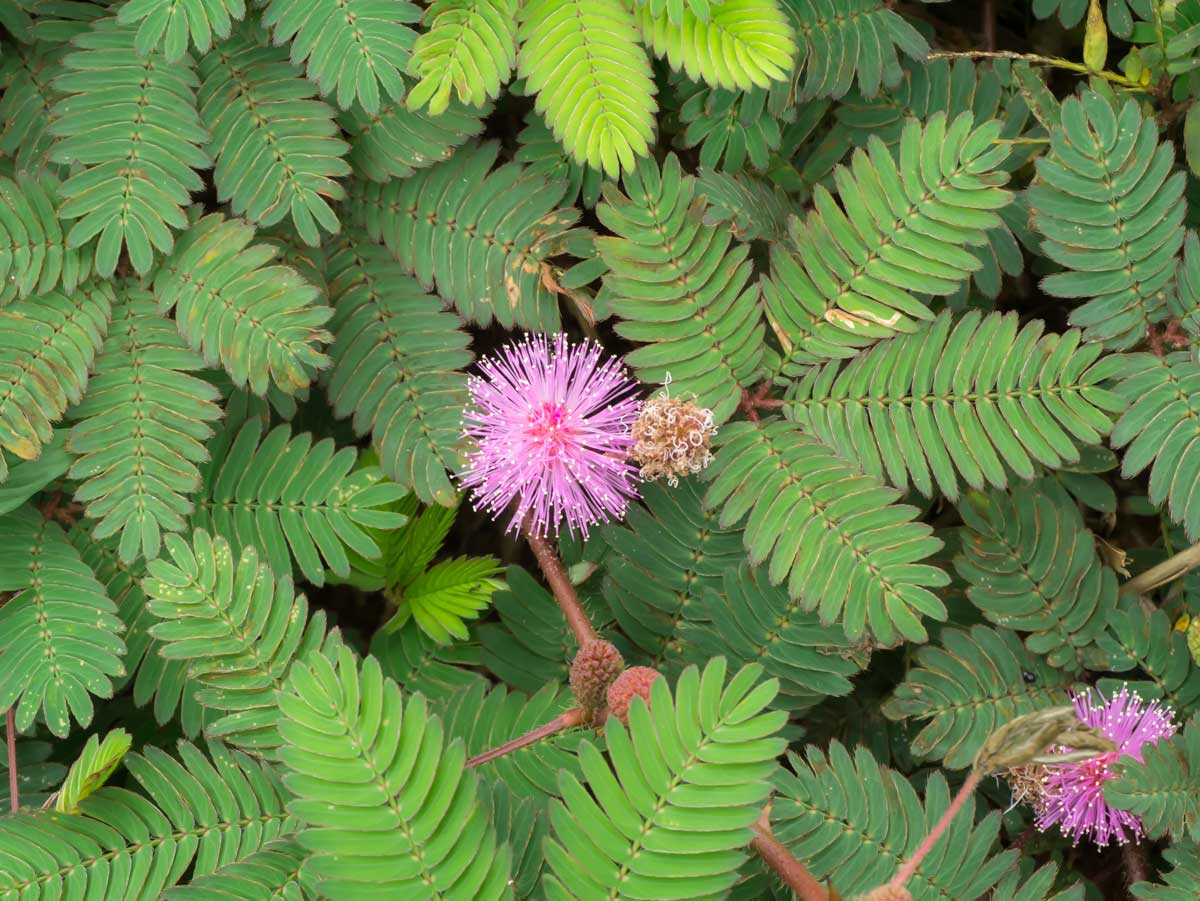 fiore di mimosa rosa