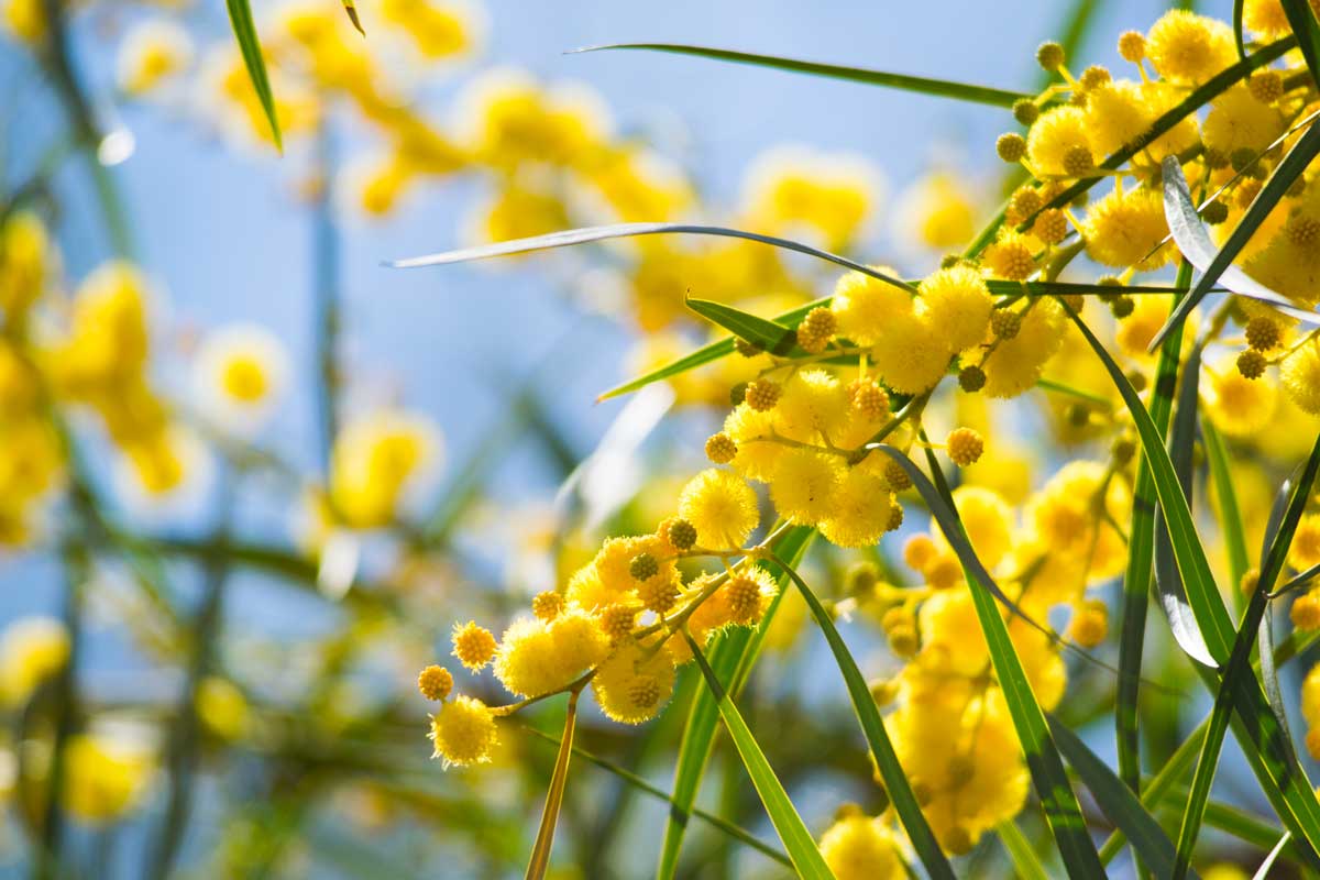 Fiori di mimosa