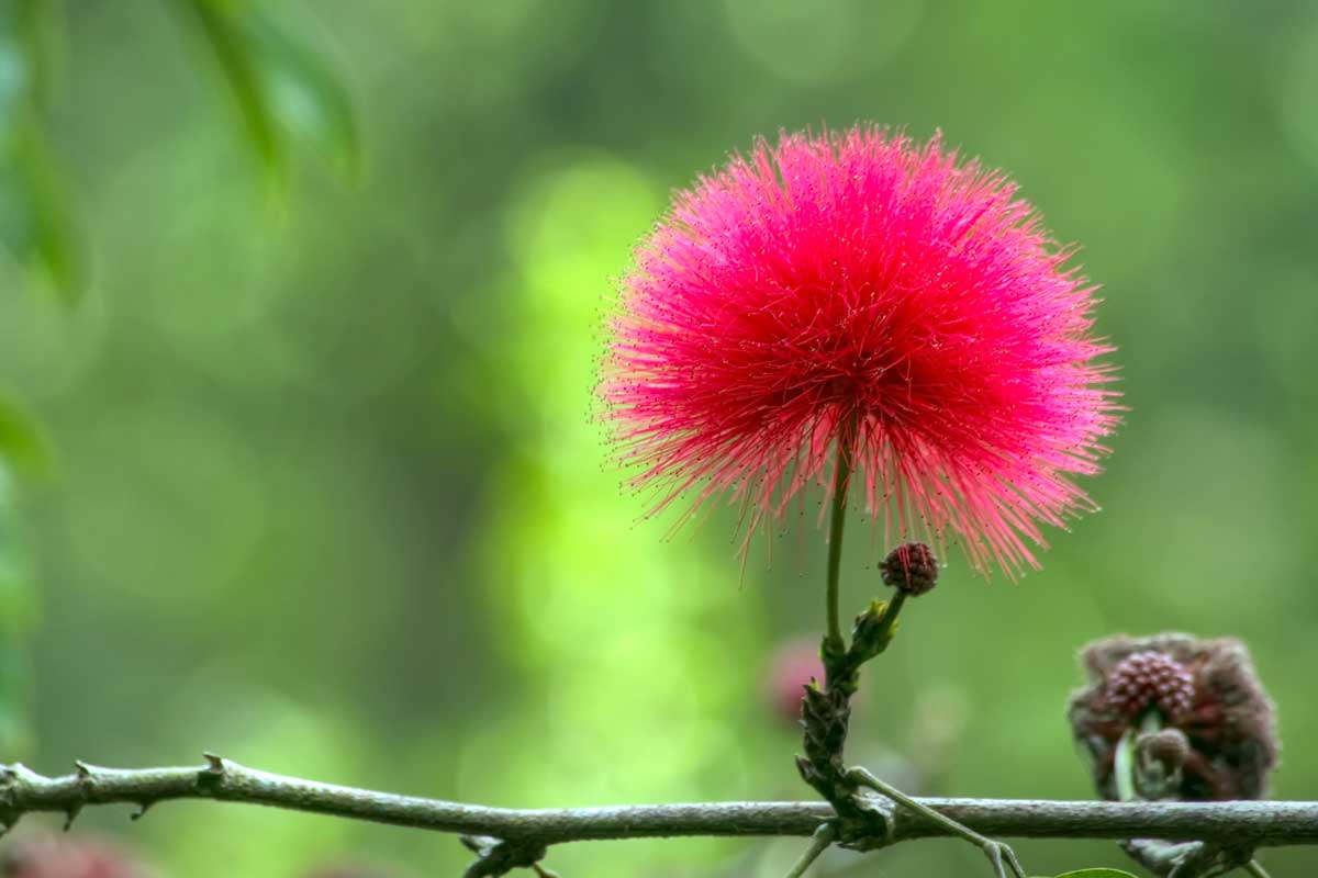 Fiore di mimosa rossa.