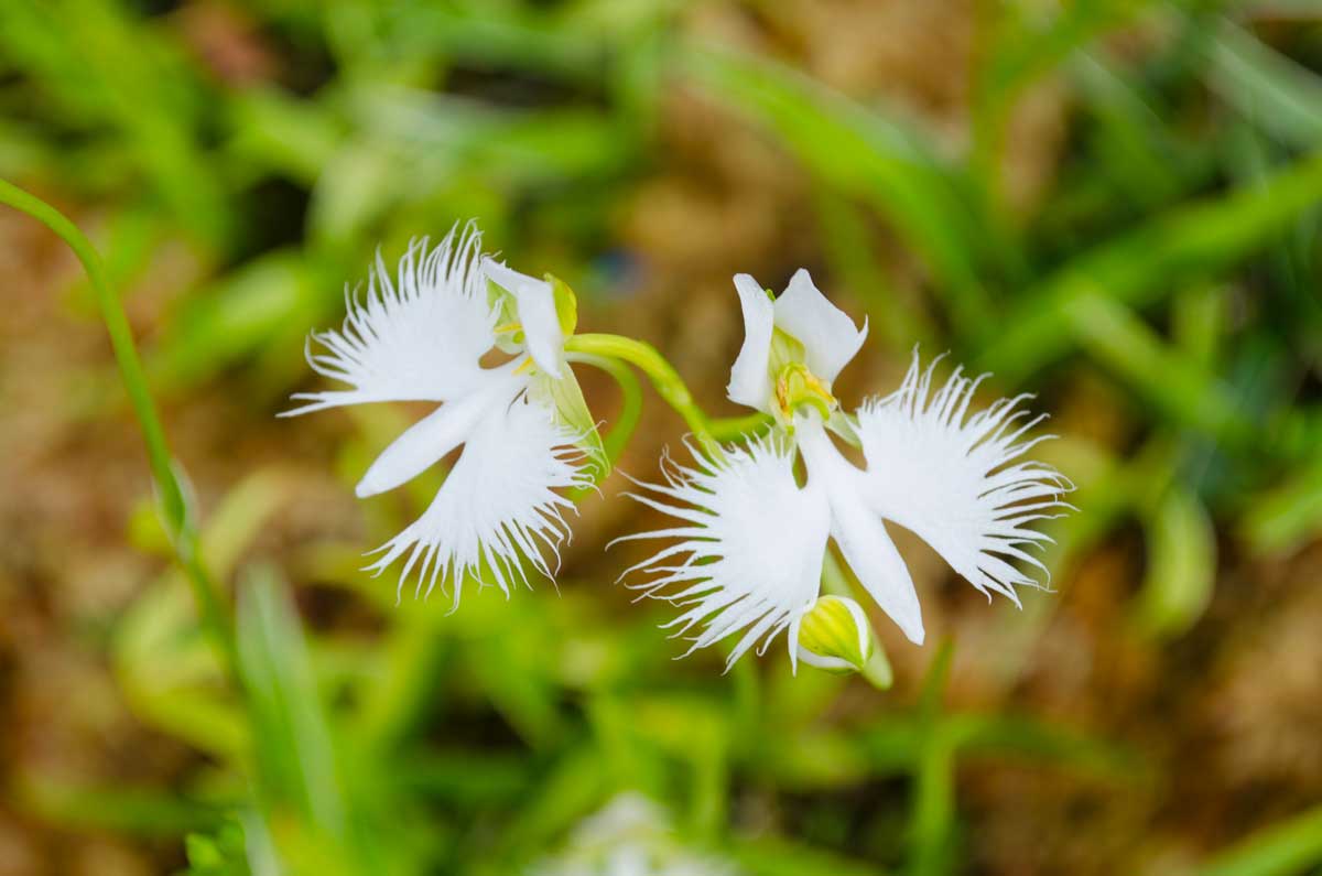 Habenaria Radiata, orchidea