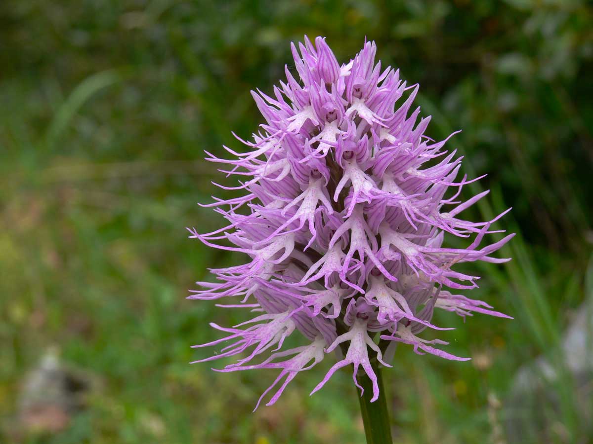 Orchis Italica