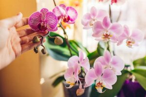 Orchidea: tutti i segreti per coltivarla e le specie più belle al mondo Orchidea