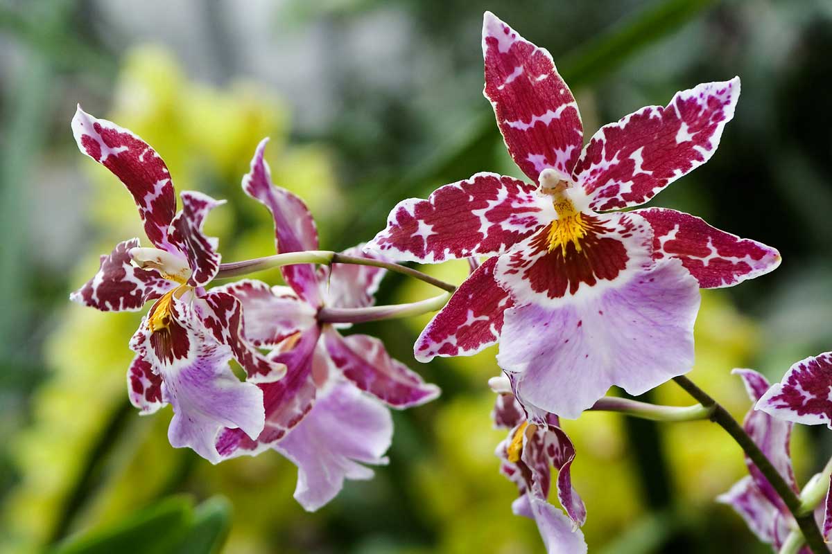 Odontoglossum, orchidee