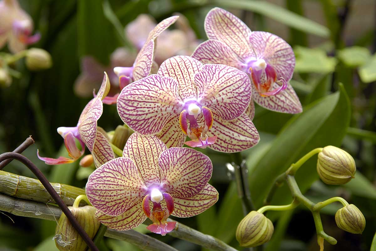 Orchidea, colori e forma.