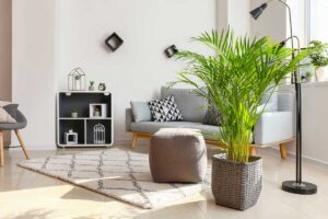 Piante da appartamento: quali sono le migliori da tenere in casa? Piante da appartamento