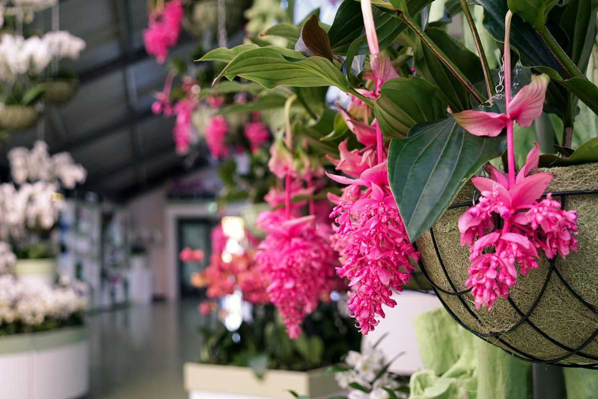 piante da appartamento colorate, la Medinilla "Medinilla magnifica"