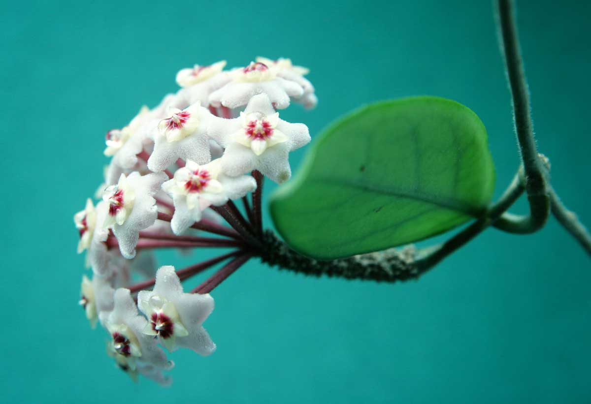 Fiore di cera "Hoya", una splendida pianta da appartamento.
