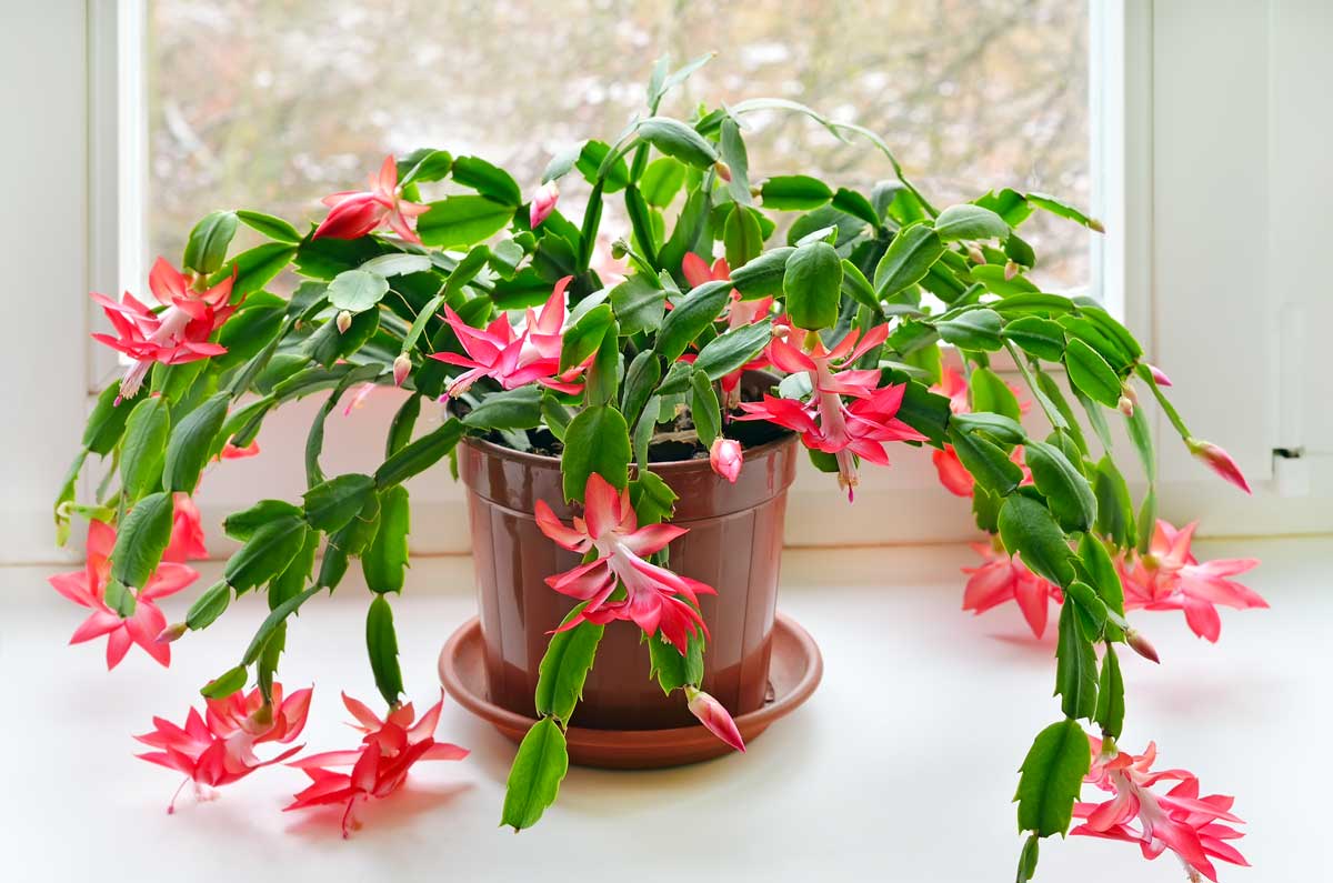 Cactus di Natale "Schlumbergera"