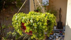 Wesiti 10 Fioriere Rovide In Metallo Da 20 Cm – Sospese Per Ringhiera Balcone, In Ferro Resistente Per Esterno E Giardino - 5