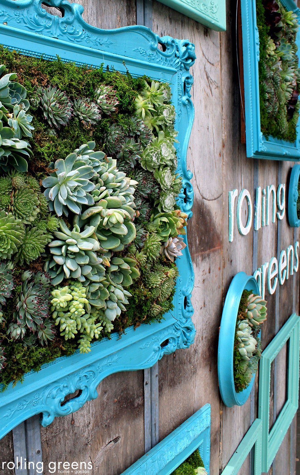 cornice di succulente, giardino verticale esterno