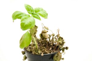 L’ennesima piantina di basilico che si secca? Sicuramente hai commesso questi errori basilico secco