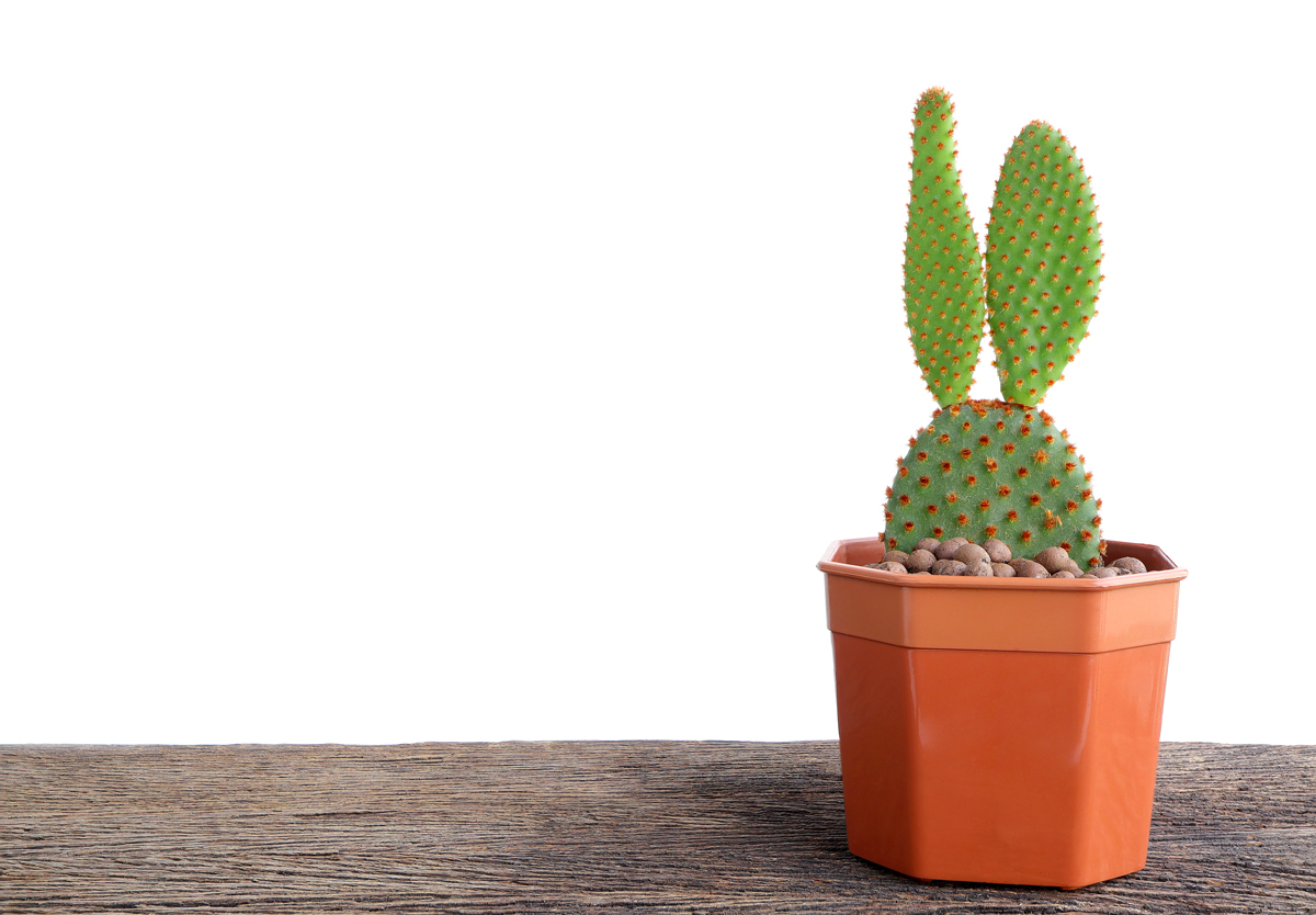 Opuntia microdasys, cactus