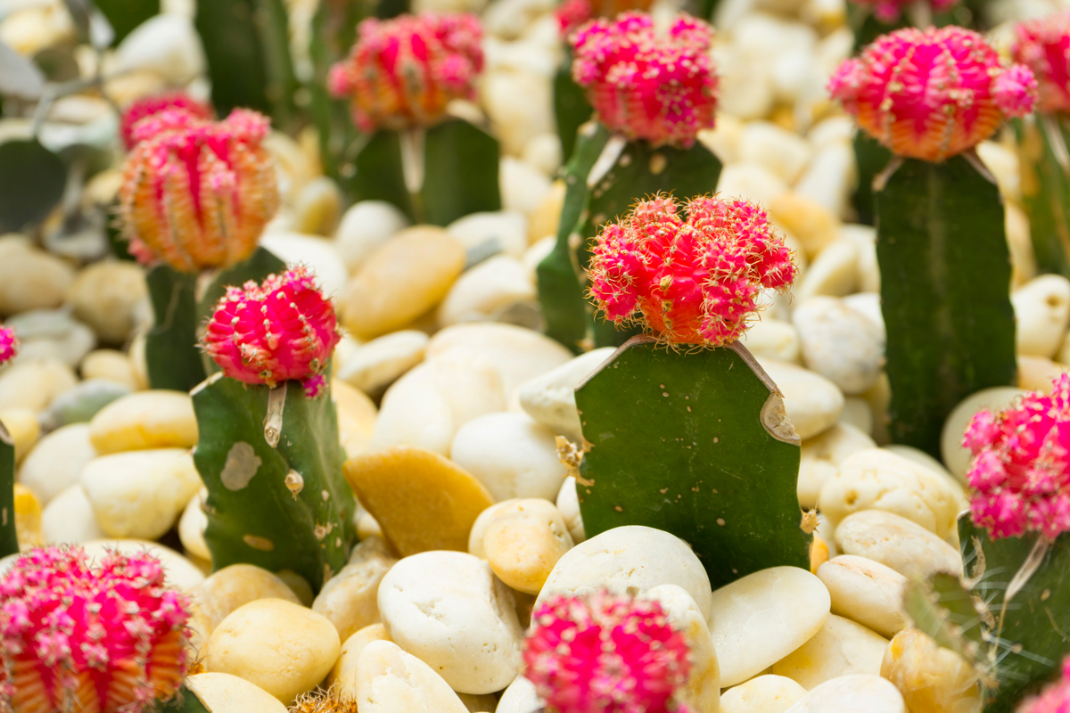 Gymnocalycium, cactus