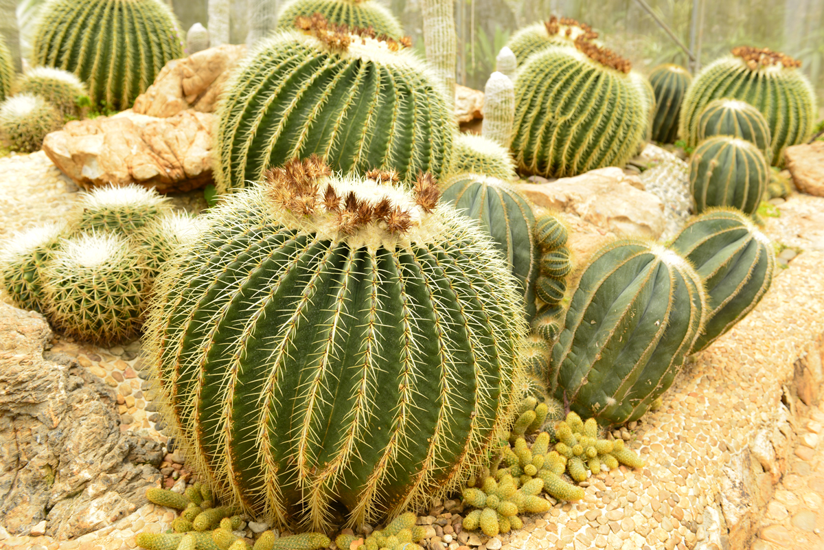 Echinocactus grusonii