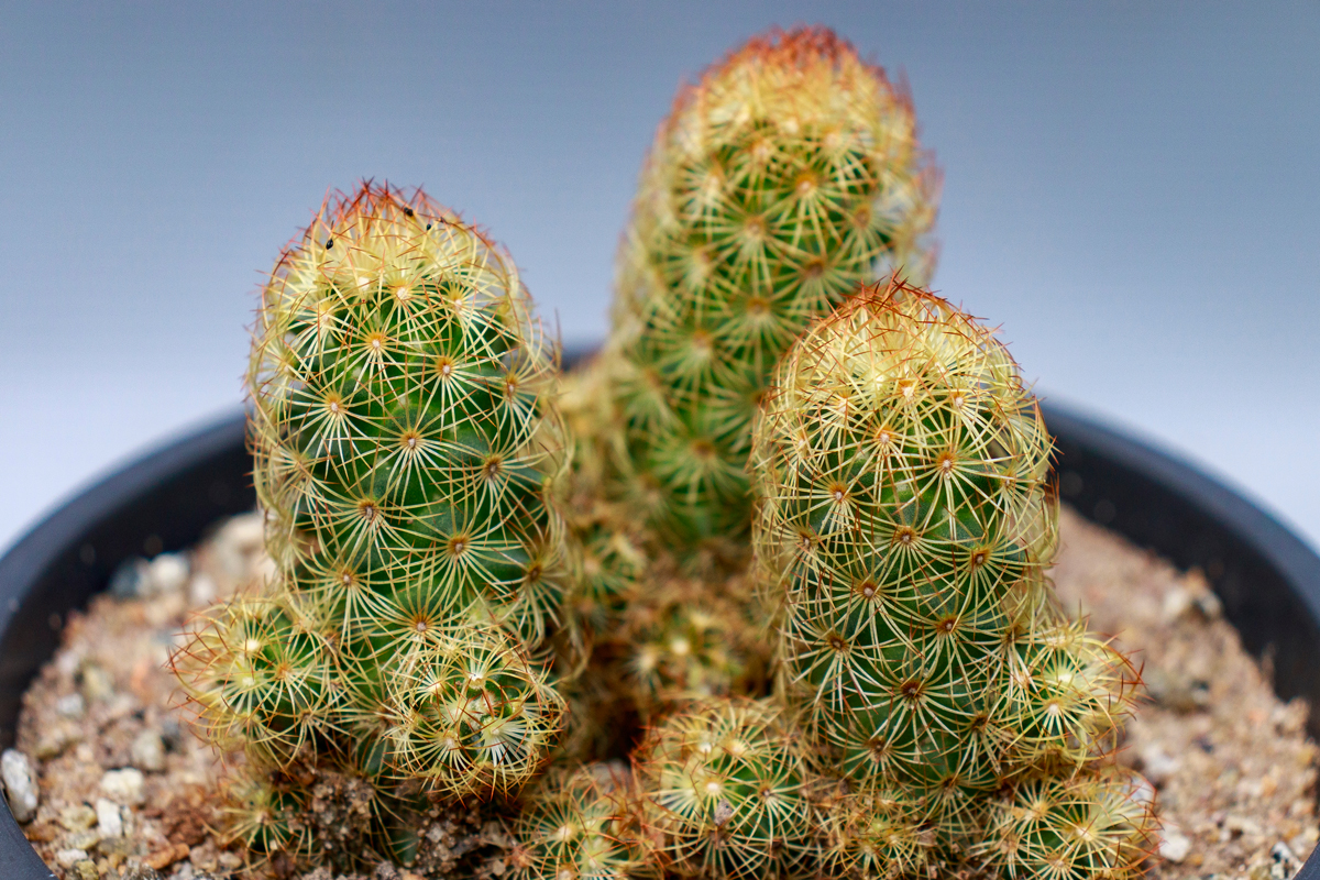 Mammillaria elongata