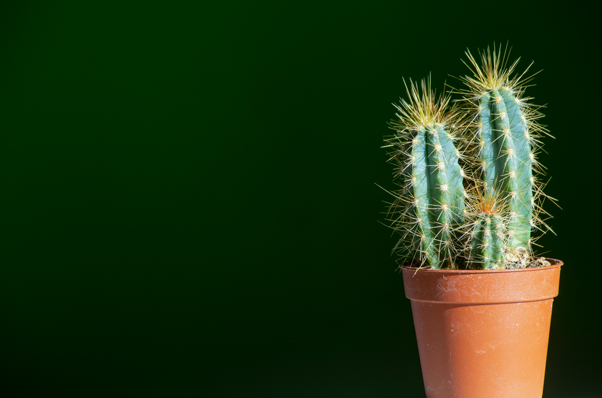 Pilosocereus pachycladus