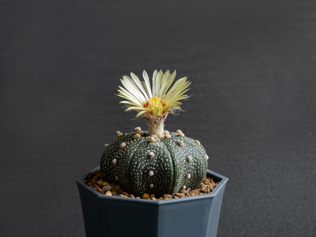 Astrophytum asterias