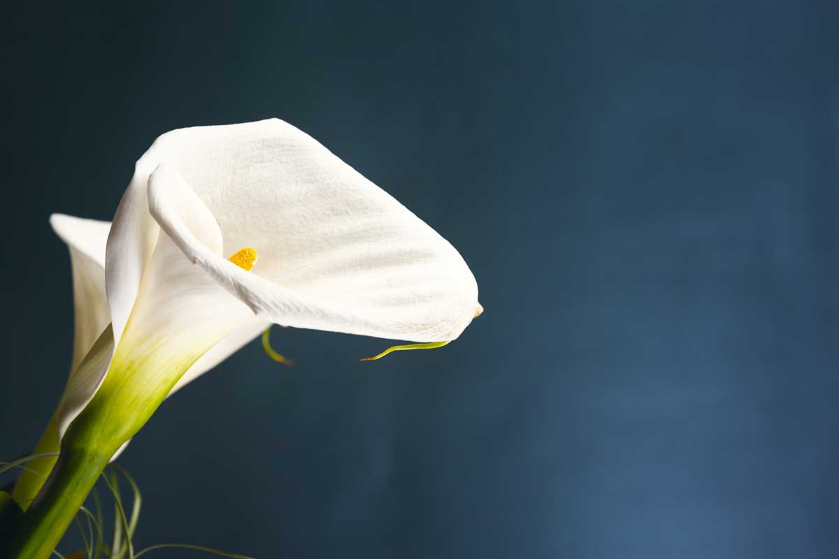 La calla, fiore di Pasqua.