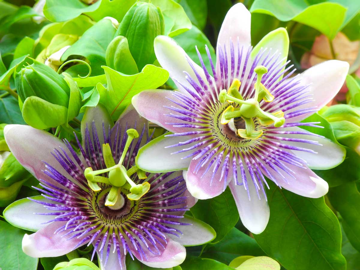 Passiflora, fiori di Pasqua.