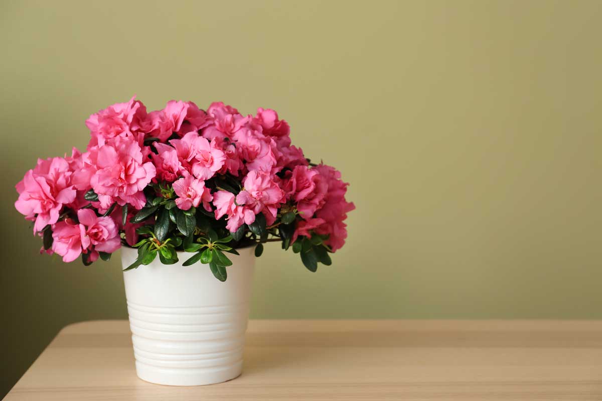 Azalea il fiore della Pasqua per eccellenza.