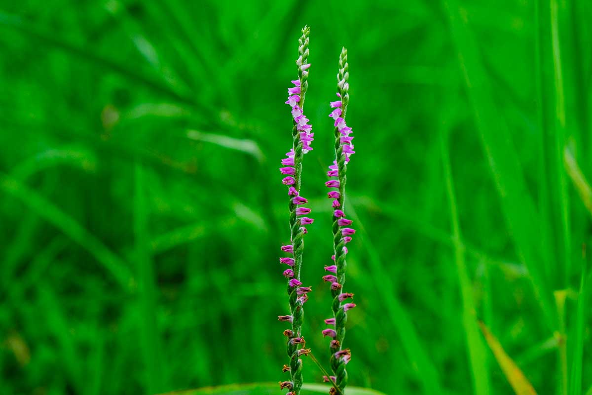 nuova specie di orchidea scoperta