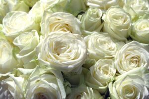 Le Rose Bianche: un regalo con un significato profondo rose bianche