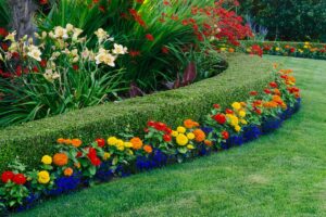 Piante per siepi basse sempreverdi: consigli e guida alla scelta per un giardino perfetto siepi basse sempreverdi