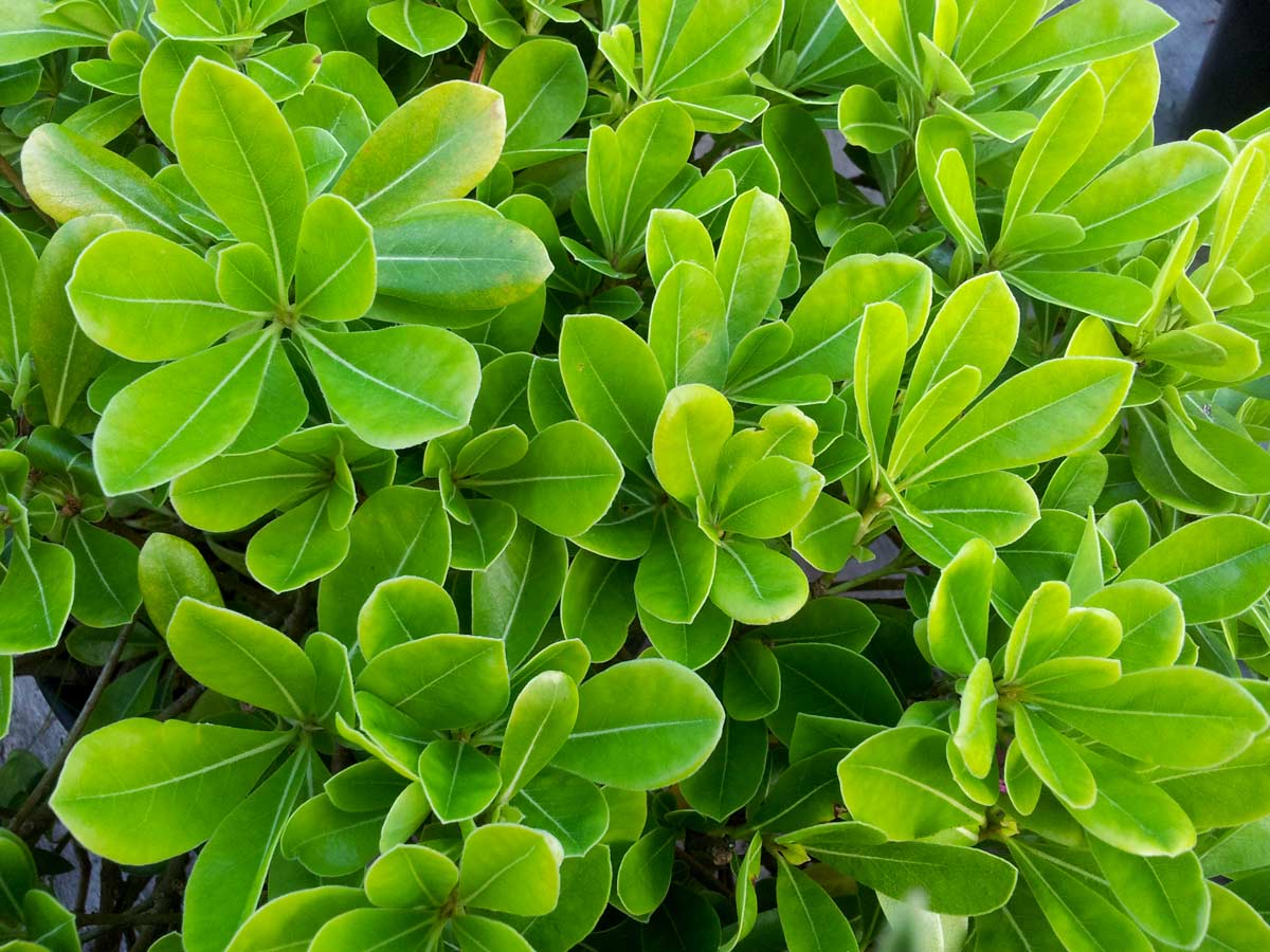 Pittosporum tobira, siepe bassa