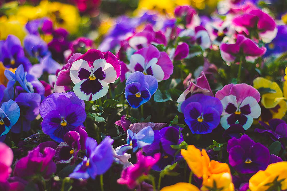 Viole del pensiero, cura dei fiori.