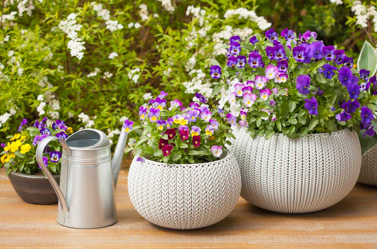 violette in vaso bianco design